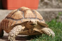 /album/sulcata/nedela-korytnacky-a-psi-219-jpg/